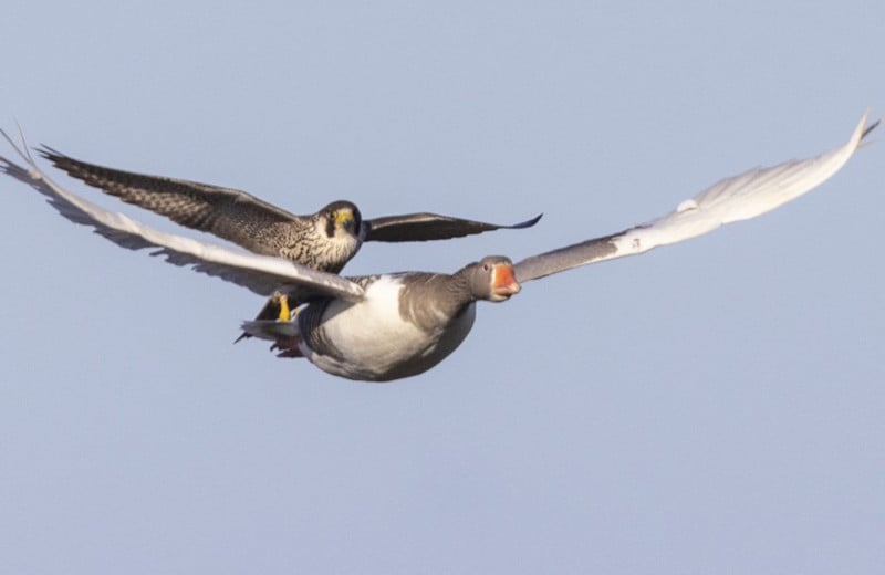 falcon hitches a ride on a goose