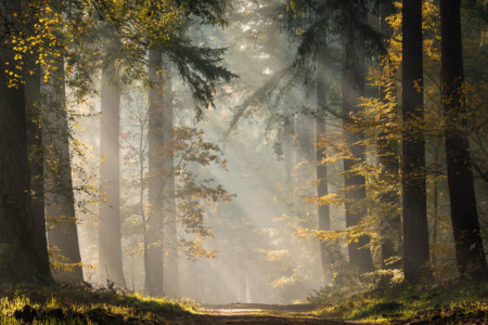 How To Photograph Sun Rays In A Forest 