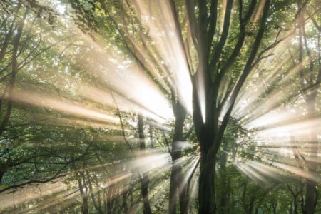 How to Photograph Sun Rays in a Forest | PetaPixel