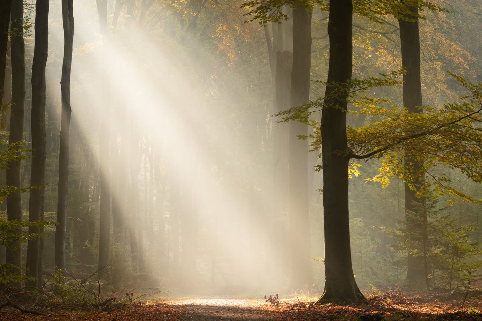 How to Photograph Sun Rays in a Forest | PetaPixel