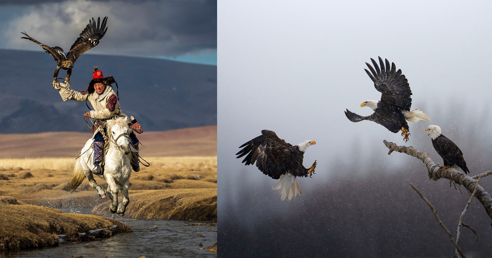 National Geographic selects 'Pictures of the Year' photo contest