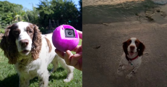 Dog catching GoPro tennis ball
