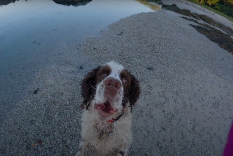 dog catching ball