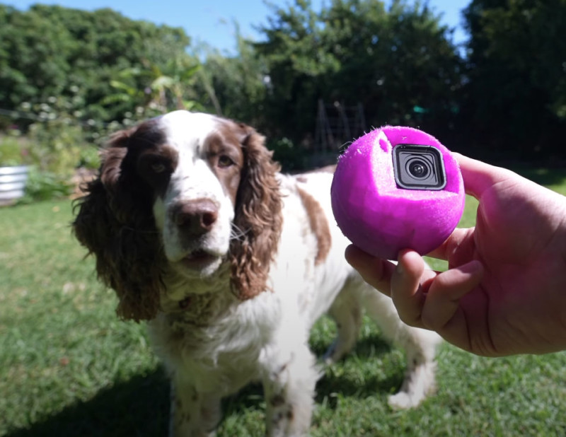 dog with GoPro tennis ball