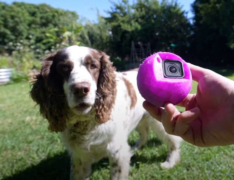 dog with GoPro tennis ball