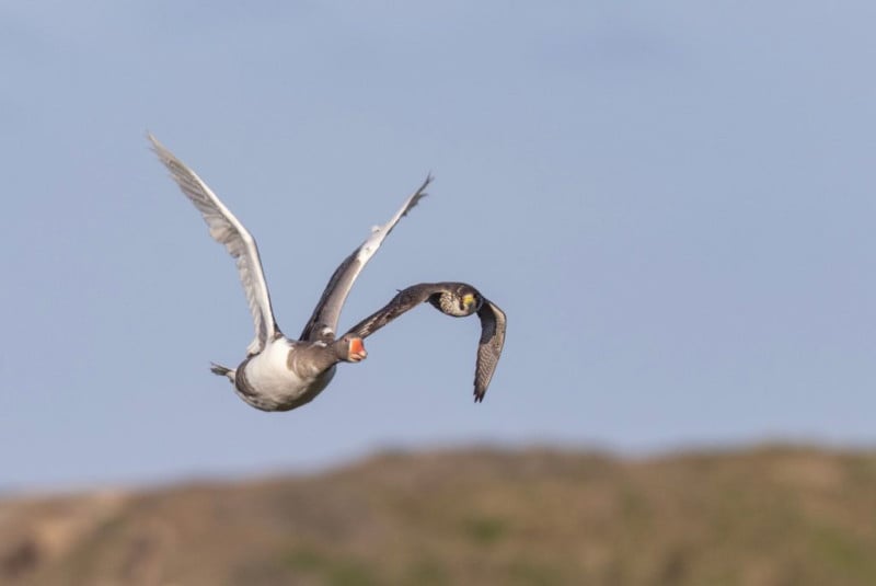 goose and falcon