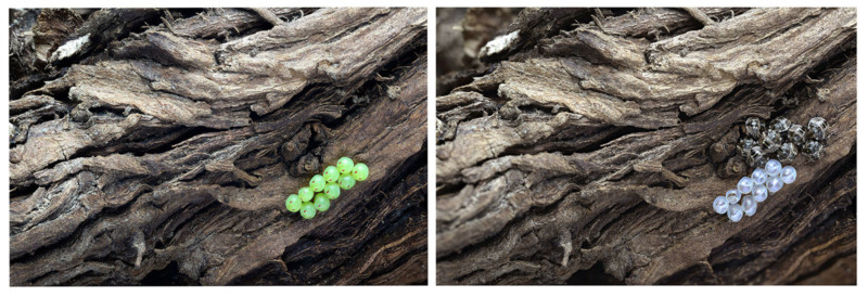 Green Potato Bugs Cuspicona Simplex by Danielle Edwards