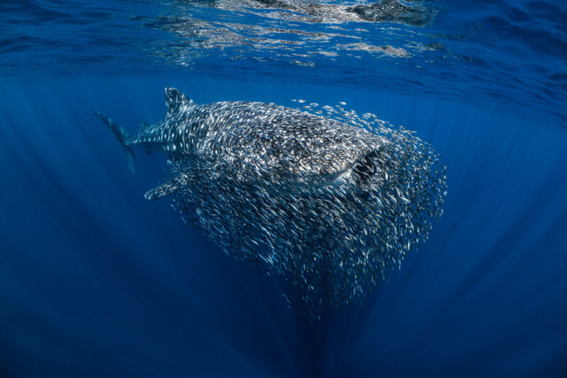 © Ollie Clarke / Underwater Photographer of the Year 2023