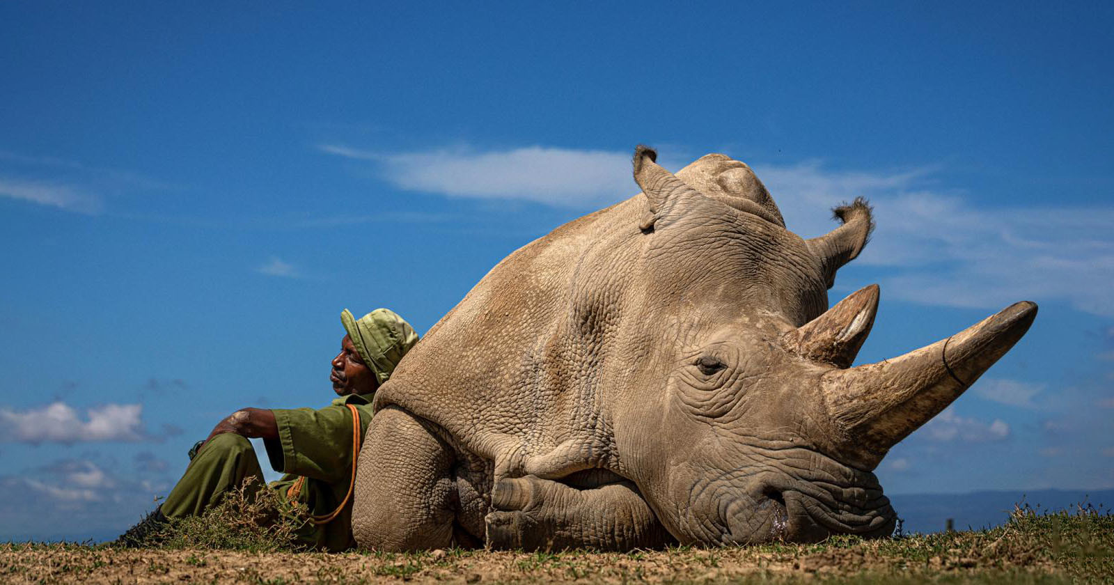 Photos of Last Northern White Rhino on Earth Wins Travel Photo Contest