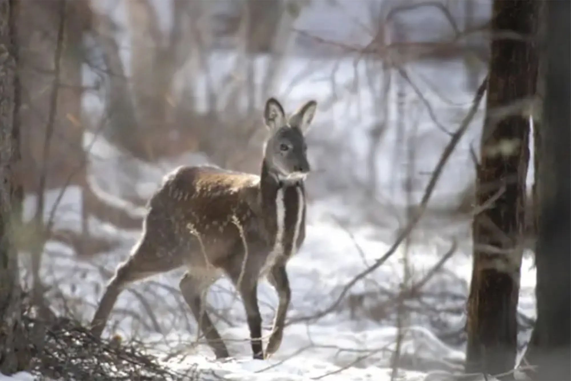 Rare Photos of Thriving Wildlife in the DMZ Between North and South ...
