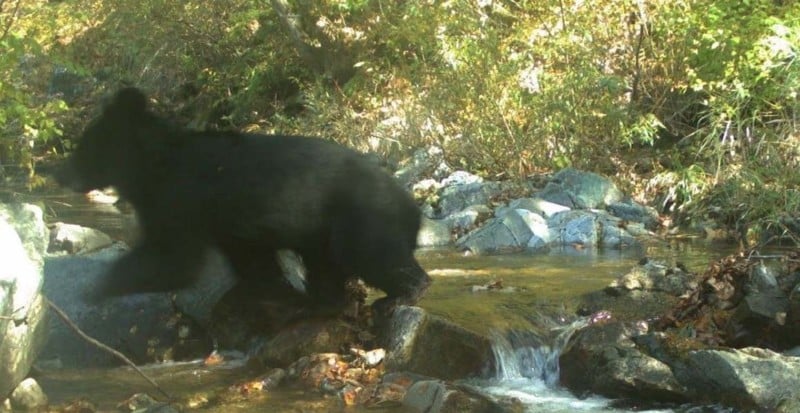 Urso negro asiático na zona desmilitarizada da Coreia (DMZ)