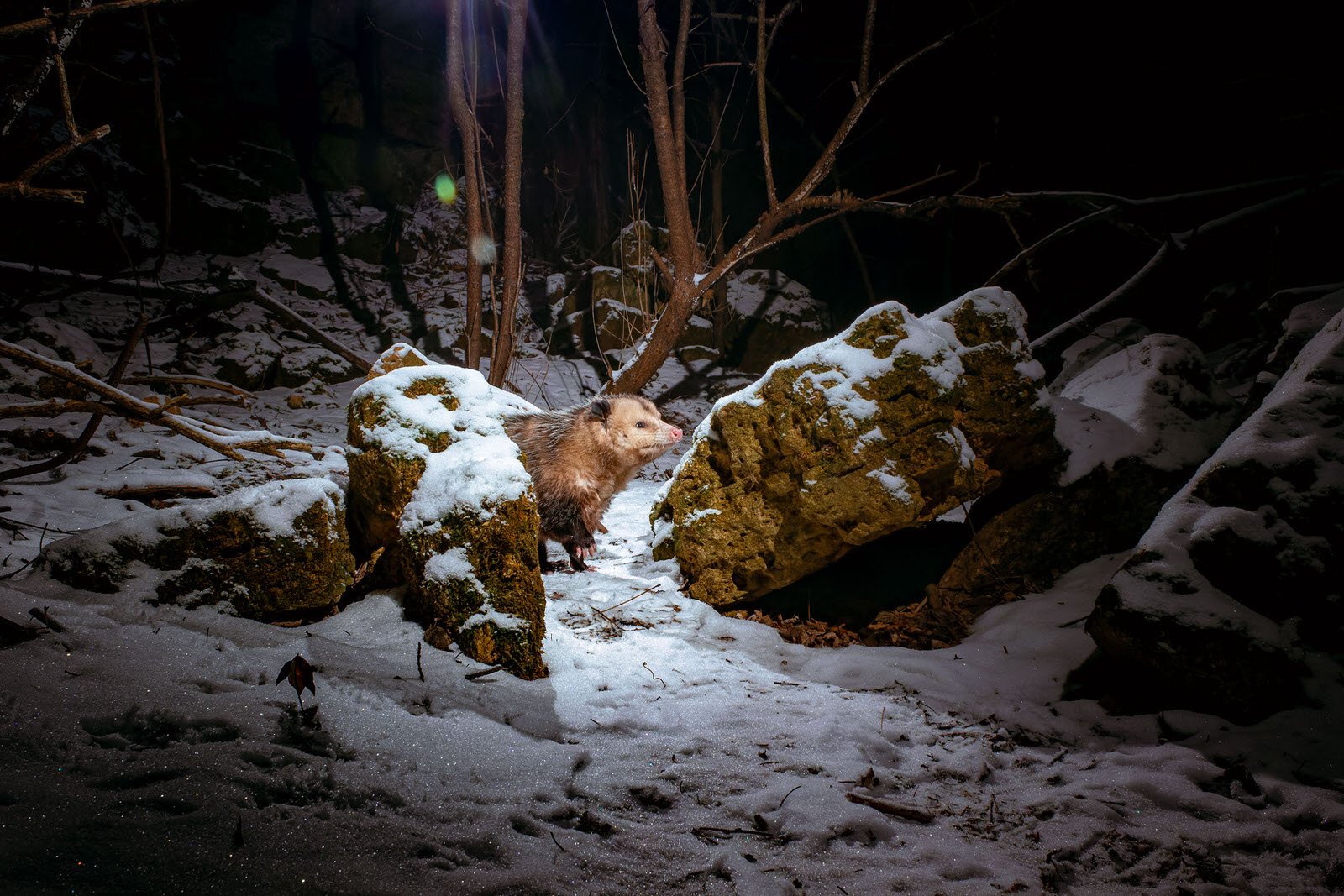 How to Build a DIY Camera Trap for Amazing Wildlife Photography PetaPixel