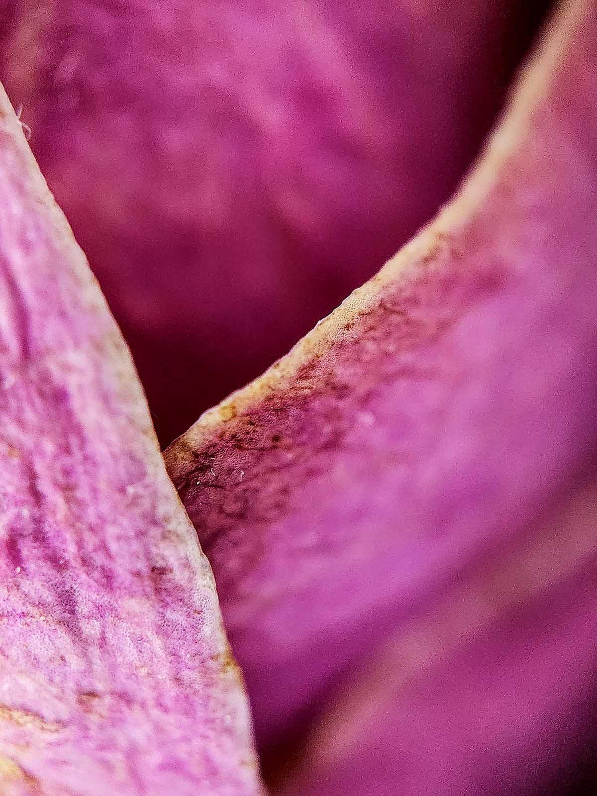 Testing the Apexel 200X LED Lens: A Microscope for Your Phone | PetaPixel