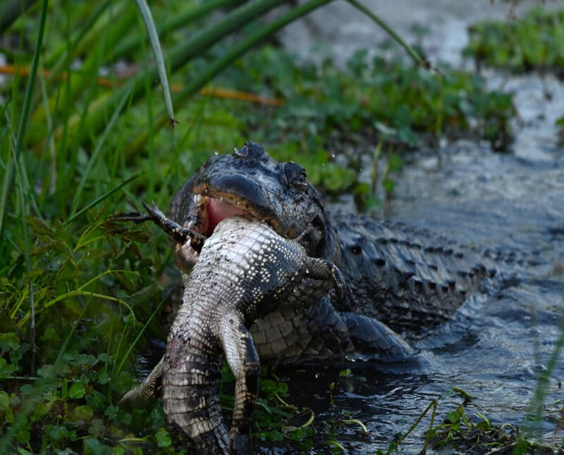 Cannibal alligator