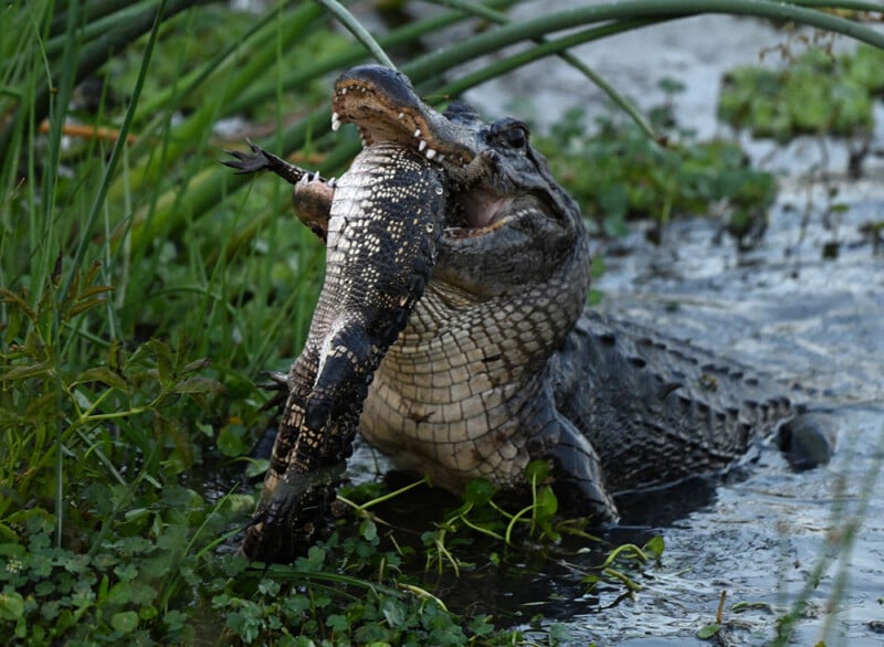 alligator eating another alligator