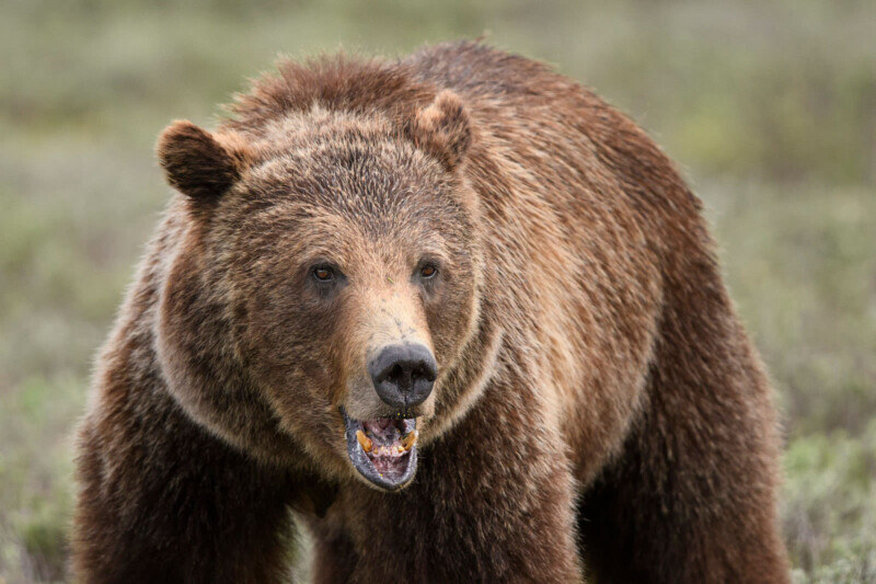 Hogs, Bears Meet for First Time in History on Tuesday