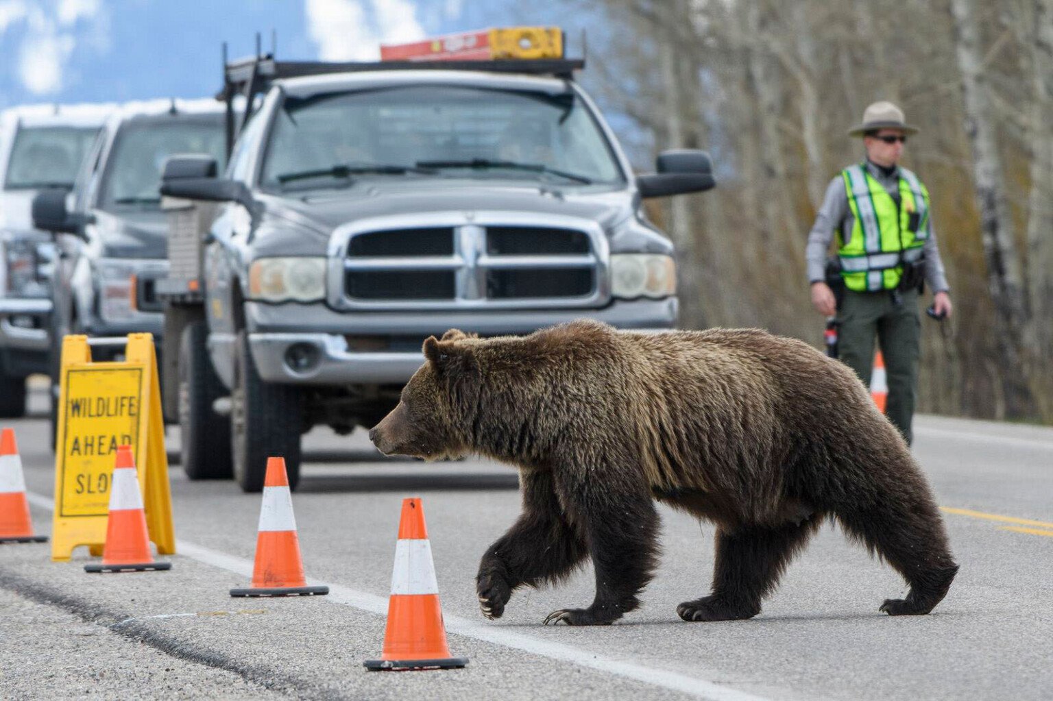 Grizzly 399 Where to Photograph the World's Most Famous Bear PetaPixel