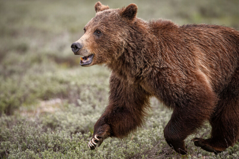 Meet Grizzly Bear 399, the Most Famous Bears in the World - Gaia GPS