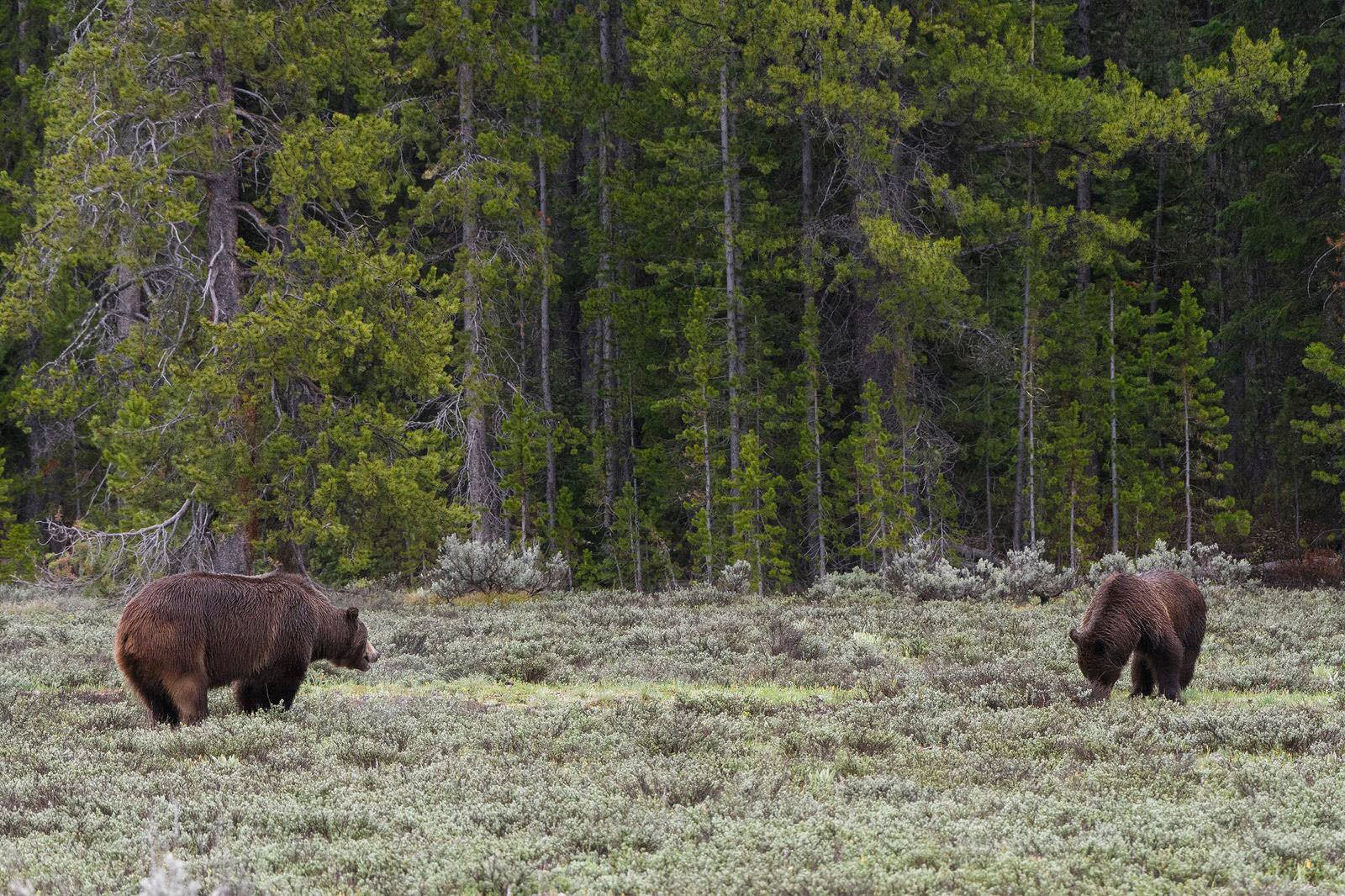 Grizzly 399: Where To Photograph The World's Most Famous Bear | PetaPixel