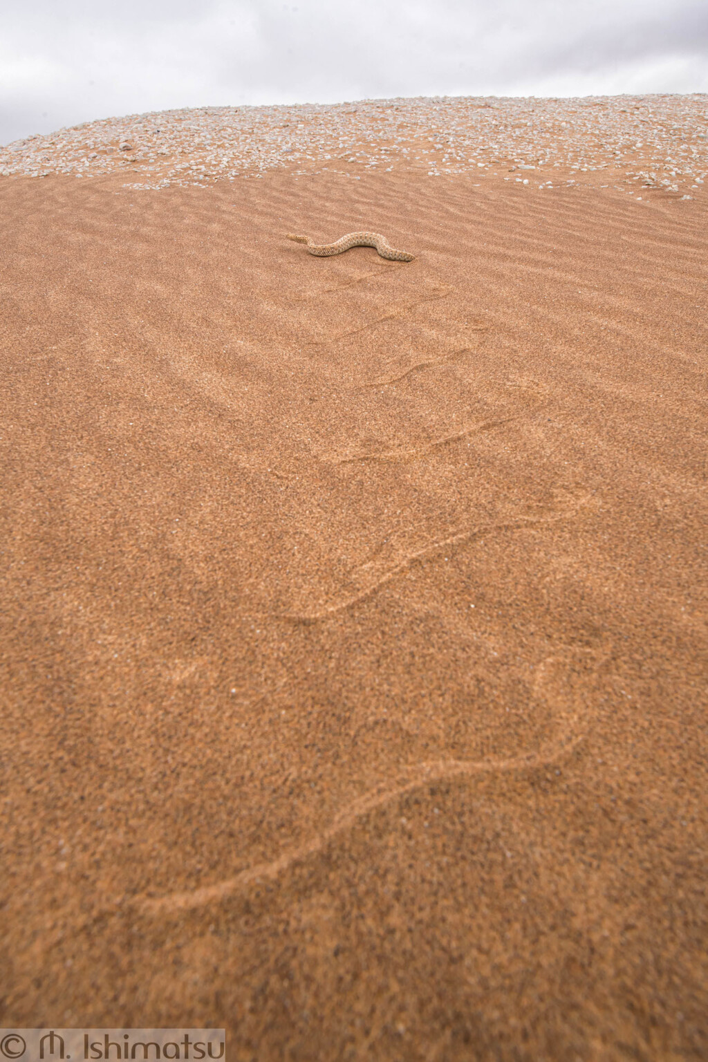 Photographer Captures Amazing Shot of Snake Hidden in the Sand | PetaPixel