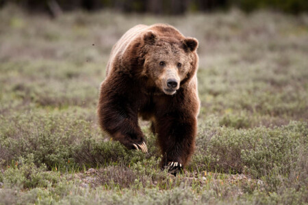 Grizzly 399: Where to Photograph the World's Most Famous Bear | PetaPixel