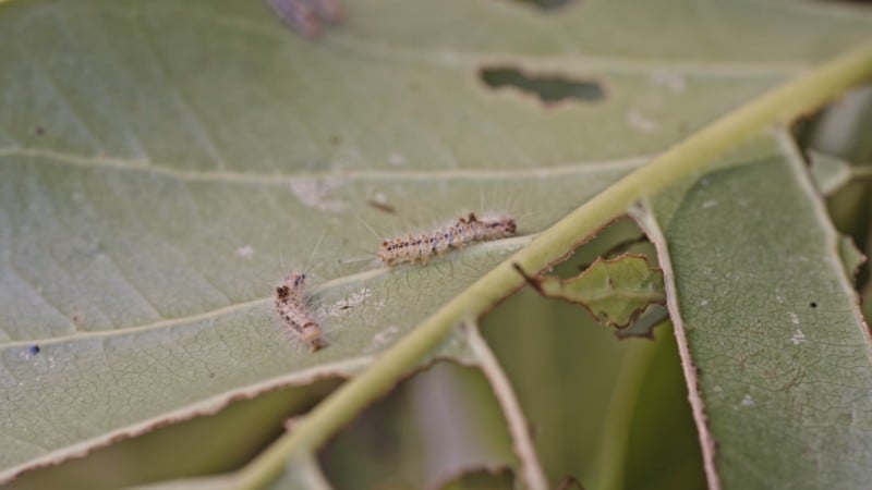 the hairy caterpillar