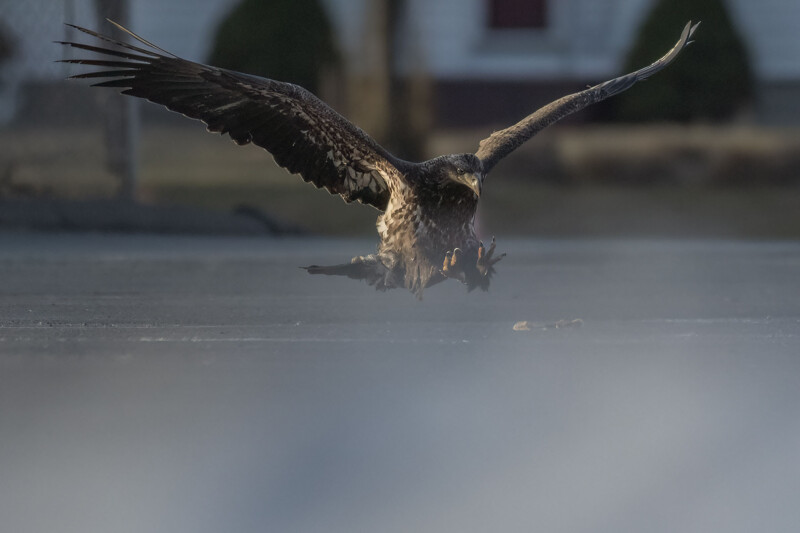 eagle grabbing pizza