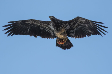 Photographer Captures Eagle Flying off with Pepperoni Pizza | PetaPixel