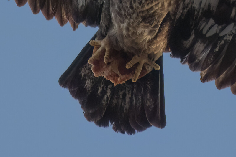 eagle with pizza