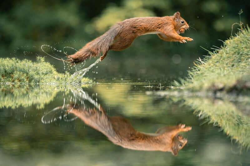 squirrel leap