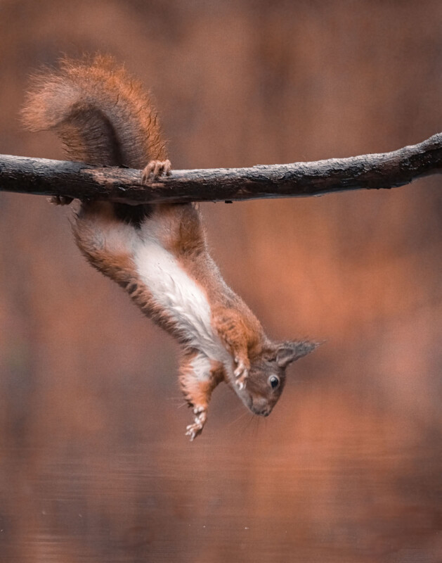 squirrel hanging