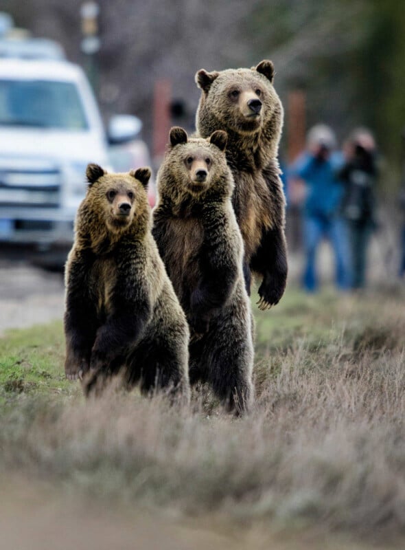 Grizzly 399: Where to Photograph the World's Most Famous Bear