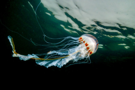 Stunning Sea Life Photography Celebrates World Wildlife Day | PetaPixel