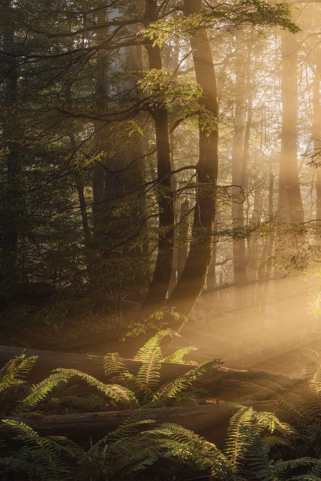 7 Tips for Terrific Tree Photos: How to Create Order from Chaos | PetaPixel