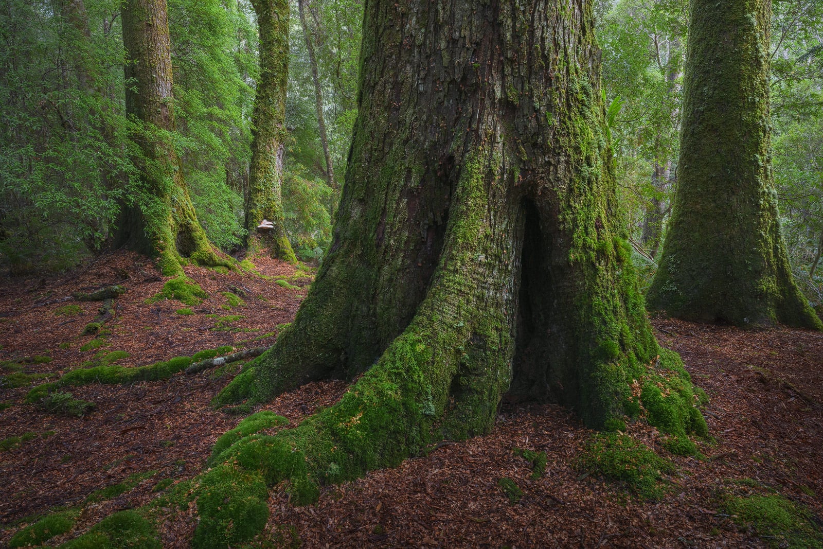 7 Tips for Terrific Tree Photos: How to Create Order from Chaos | PetaPixel