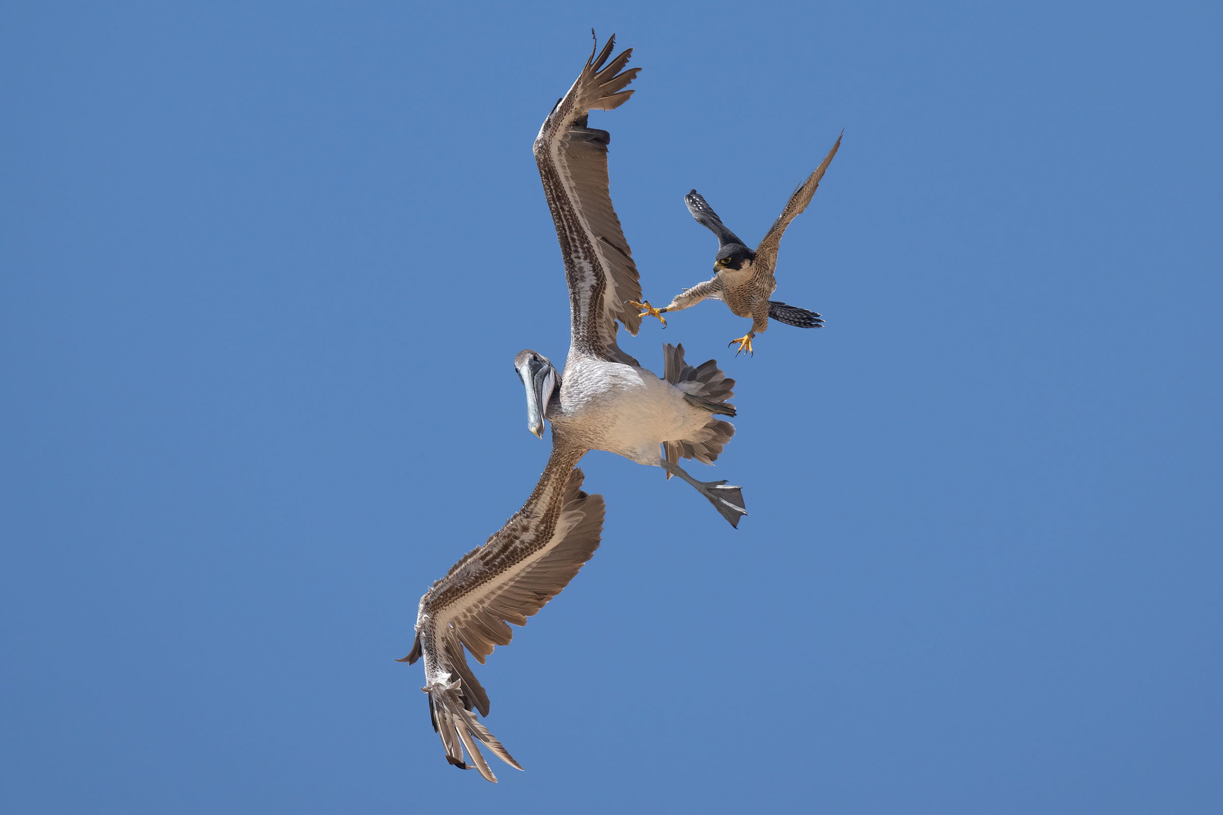 falcon attacking a pelican