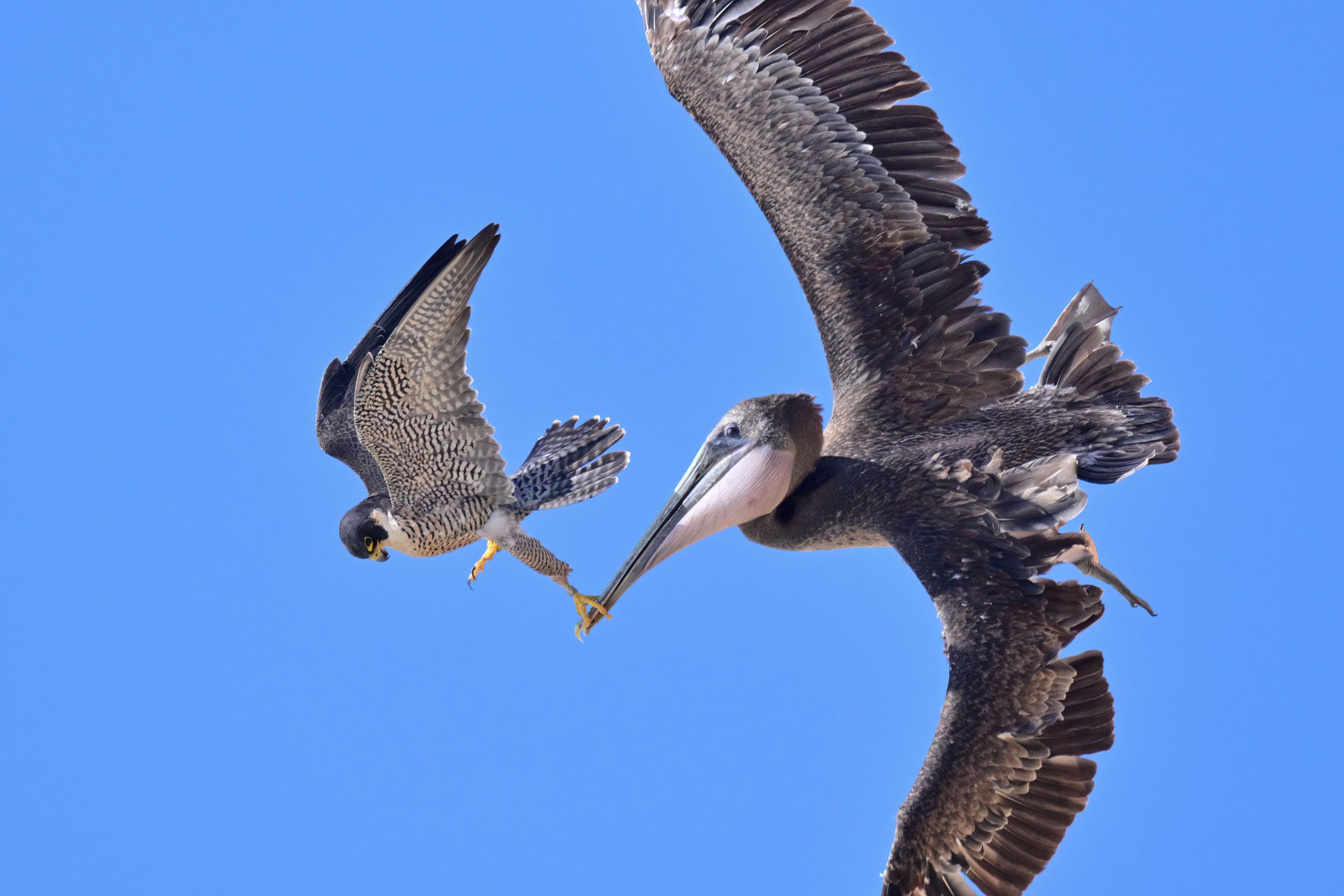 falcon and pelican