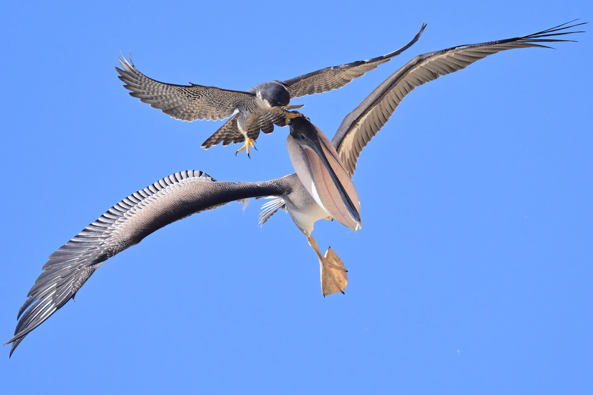 unhappy falcon