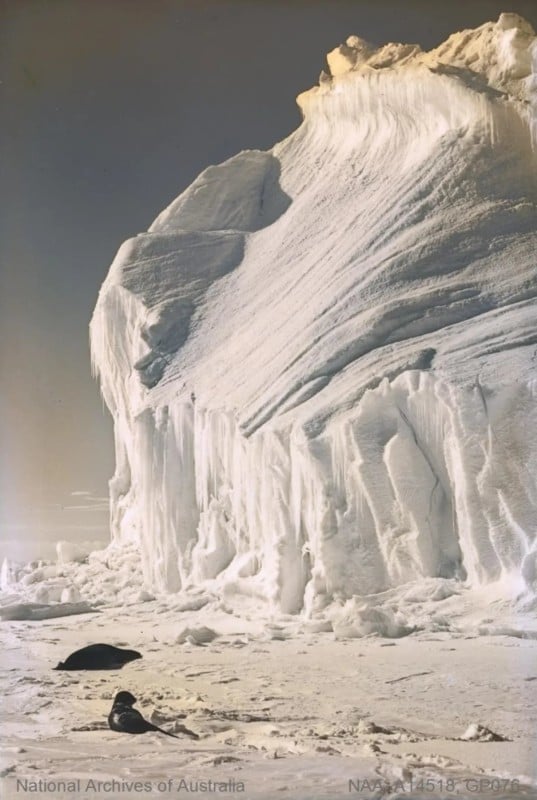 Two seals near ice cliff in Antarctica Bernard C. Day / National Archives of Australia