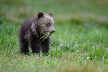 Grizzly 399: Where to Photograph the World's Most Famous Bear | PetaPixel