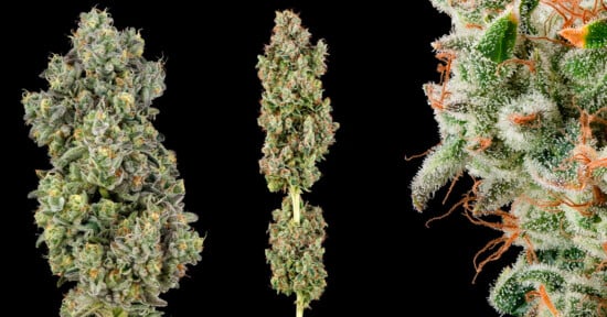 Macro photos of cannabis