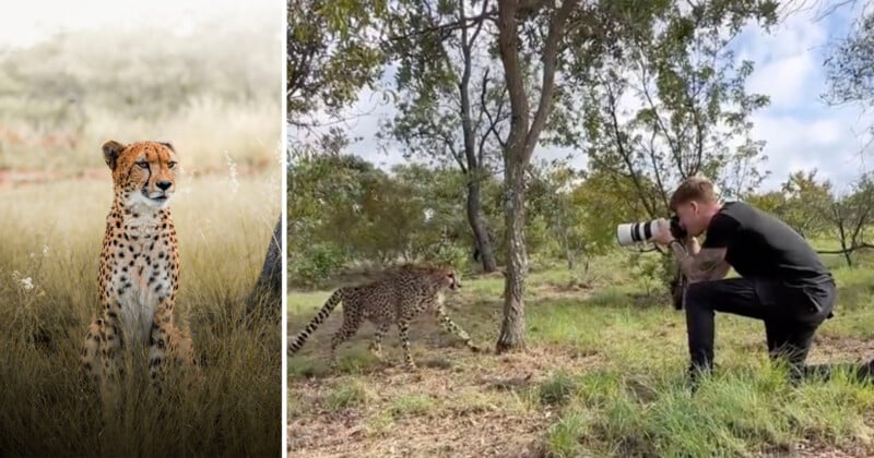 Cheetah gets headrub from photographer
