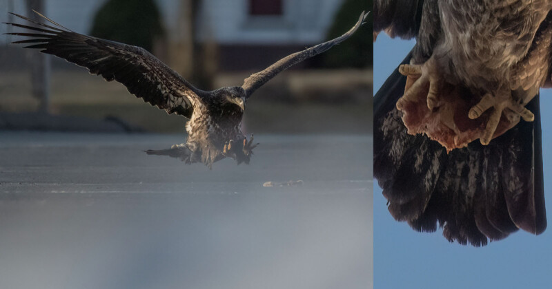 Eagle flies off with pizza