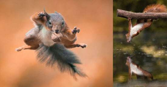 Gymnastic Squirrels