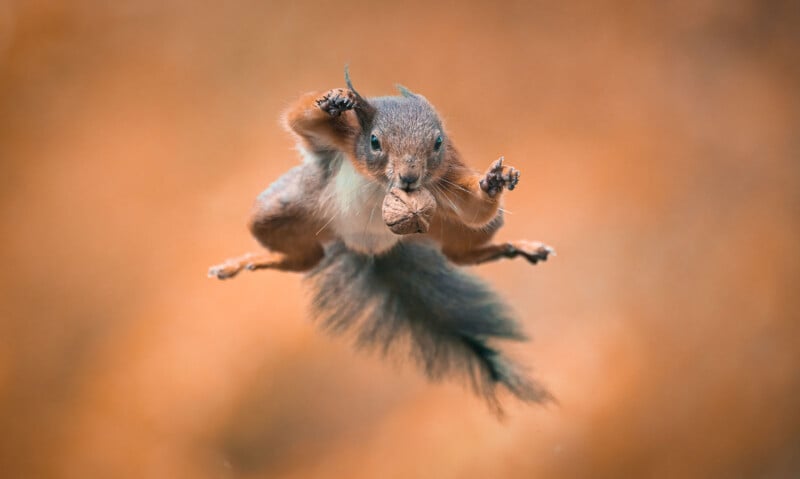 squirrel jumping with nut