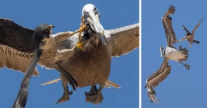 Peregrine falcon attacks a pelican