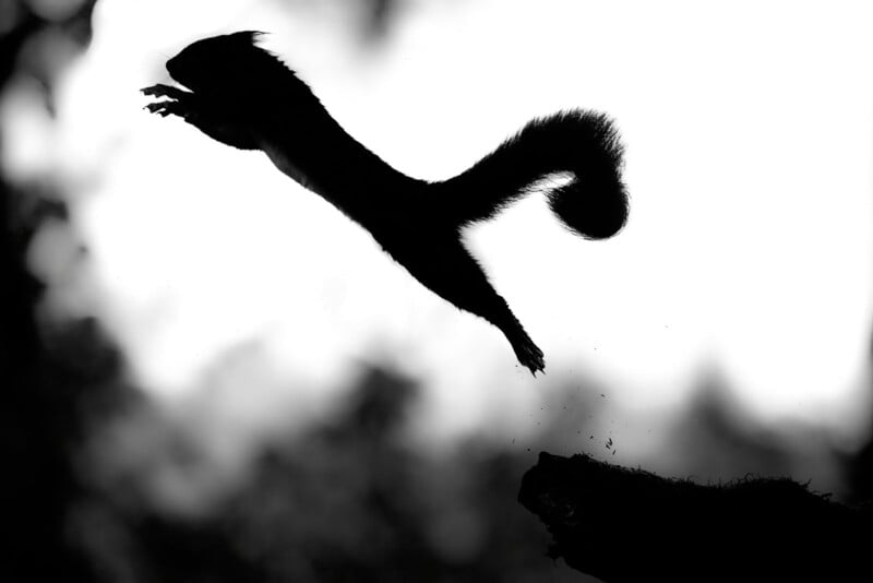 squirrel silhouette