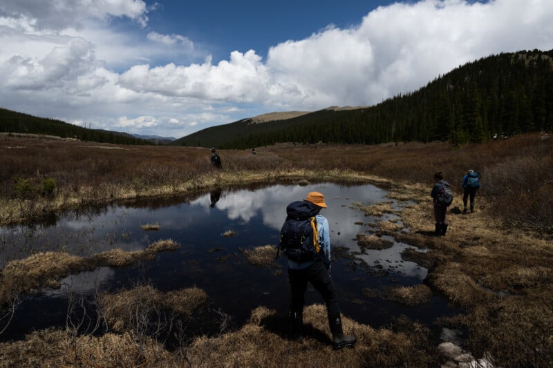 Quest to Save an Endangered Toad