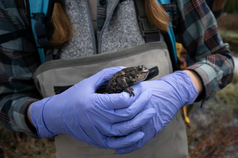 Quête pour sauver un crapaud en voie de disparition