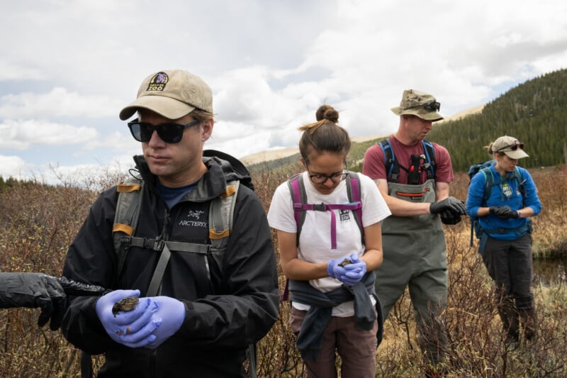 Quest to Save an Endangered Toad